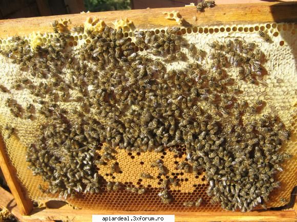 Vremea in toamna 2009 - La mine la inceputul lui octombrie - INTRETINEREA ALBINELOR