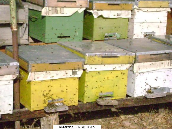 Zbor de curatire - 22 ian 2008 pe valea Ramnicului la stupina - INTRETINEREA ALBINELOR