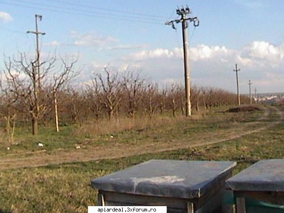 Zbor de curatire - Si apoi ciresul. Mai jos de cires este si marul - INTRETINEREA ALBINELOR