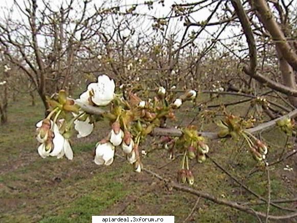Zbor de curatire - PricopArthur - INTRETINEREA ALBINELOR