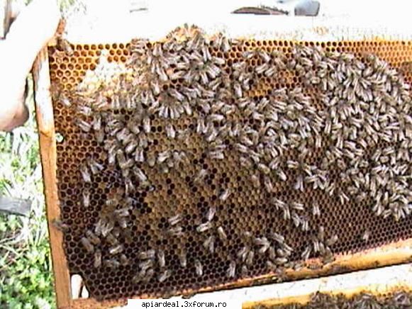 Zbor de curatire - PricopArthur - INTRETINEREA ALBINELOR