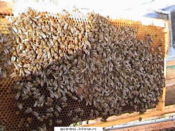 Zbor de curatire - PricopArthur - INTRETINEREA ALBINELOR