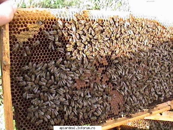 Zbor de curatire - PricopArthur - INTRETINEREA ALBINELOR