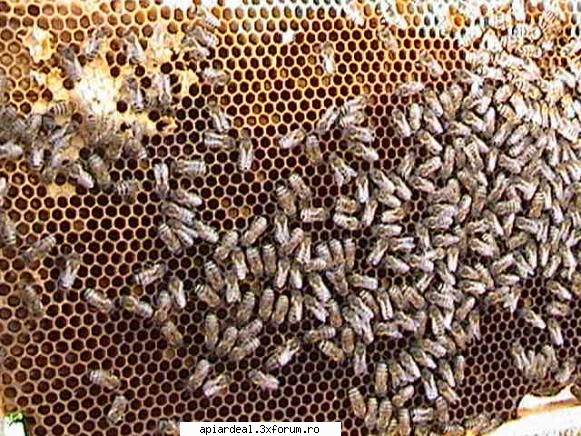 Zbor de curatire - PricopArthur - INTRETINEREA ALBINELOR