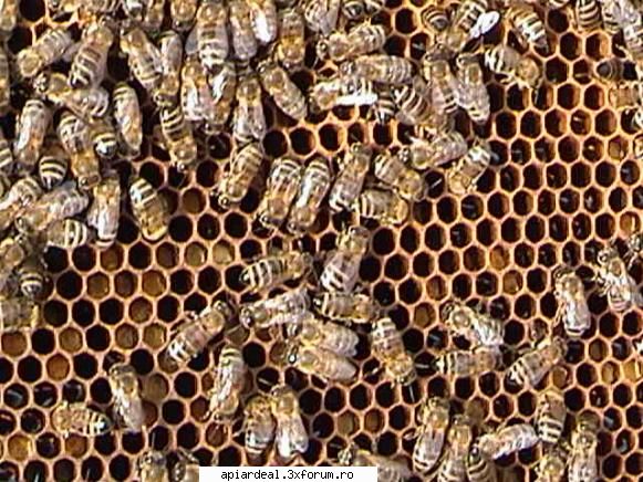Zbor de curatire - PricopArthur - INTRETINEREA ALBINELOR