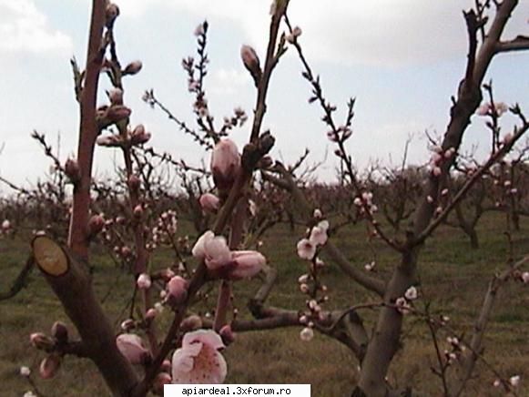 Zbor de curatire - PricopArthur - INTRETINEREA ALBINELOR