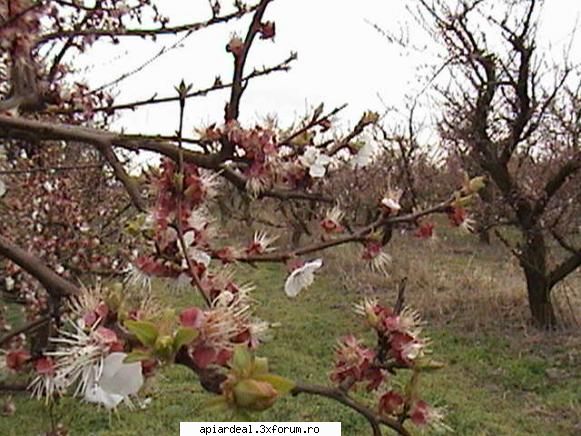 Zbor de curatire - Si ce a mai ramas din cais. Totusi vom manca si - INTRETINEREA ALBINELOR