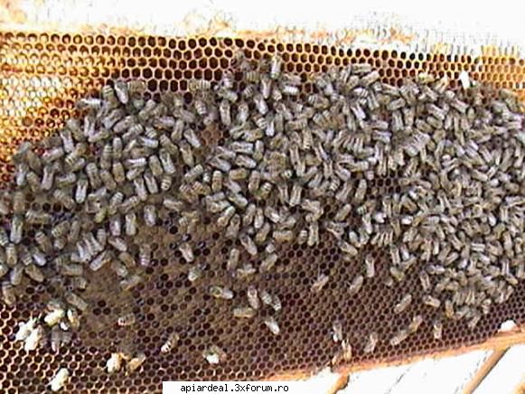 Zbor de curatire - PricopArthur - INTRETINEREA ALBINELOR