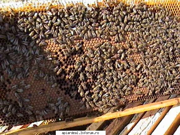 Zbor de curatire - PricopArthur - INTRETINEREA ALBINELOR