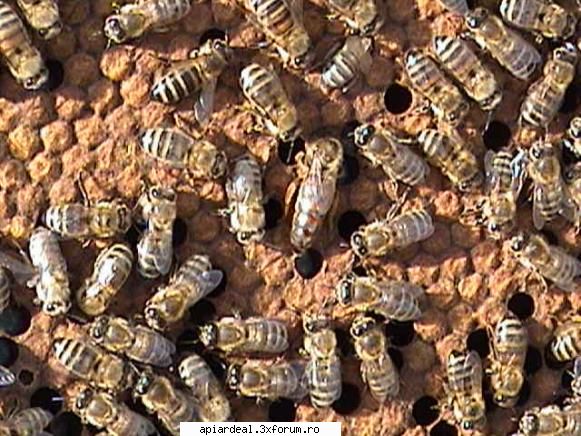 Zbor de curatire - PricopArthur - INTRETINEREA ALBINELOR