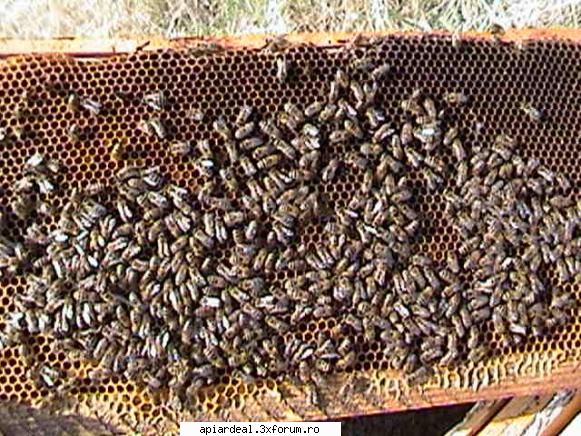 Zbor de curatire - PricopArthur - INTRETINEREA ALBINELOR