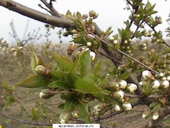 Zbor de curatire - PricopArthur - INTRETINEREA ALBINELOR