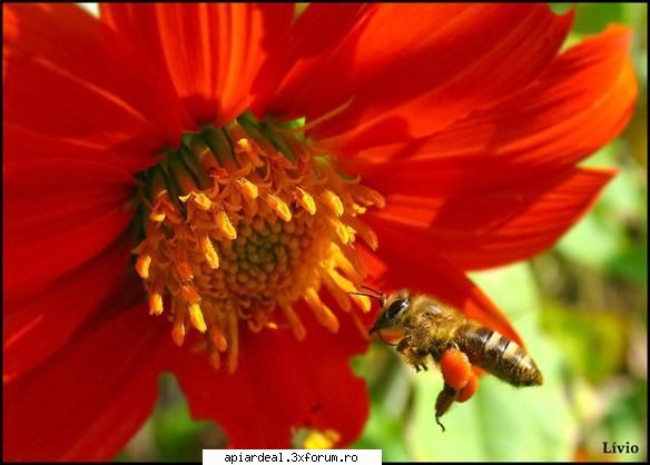 Ziua apicultorului ramnicean (sarat) 1 Dec. 2009 - Buna ziua, Vin si eu daca ma primiti Nu sunt - INTALNIRI