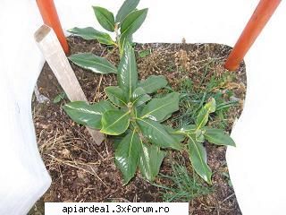 Ziua apicultorului ramnicean (sarat) 1 Dec. 2009 - DRAGOS si azi si intotdeauna sa fii PRO la - INTALNIRI