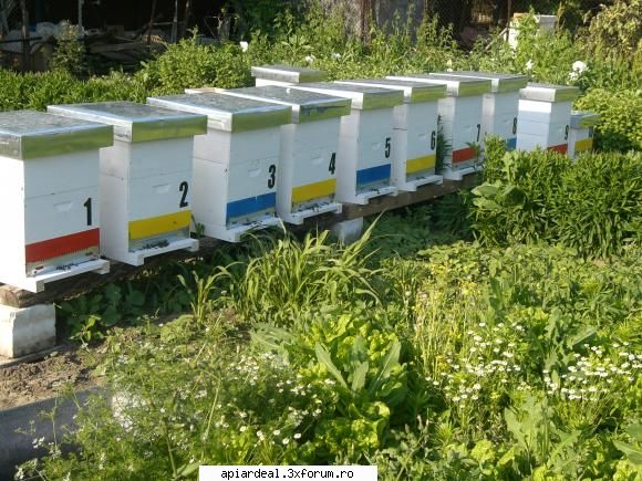albine foarte agitate dupa mutare - si inca una cu stupii mei - SUNT INCEPATOR
