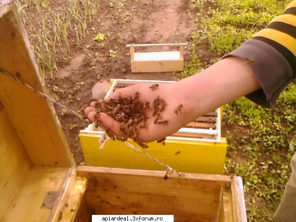albinele mele dragi - putin teribilism - POZE SI VIDEO