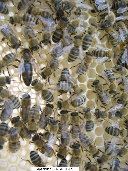 albinele si matcile mele - aceeasi matca in alta pozitie - POZE SI VIDEO