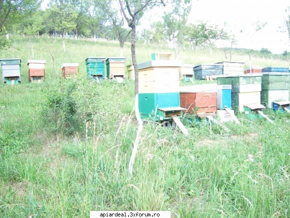 am o dilema - Daca nu vreti sa va punetzi localitatea, cel - TRATAMENTE