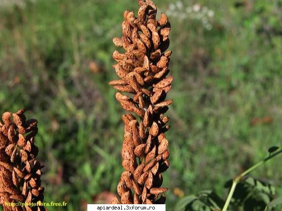 amorfa - Amorfa (Amorpha Fruticosa) Se mai numeste si - ARBORI MELIFERI
