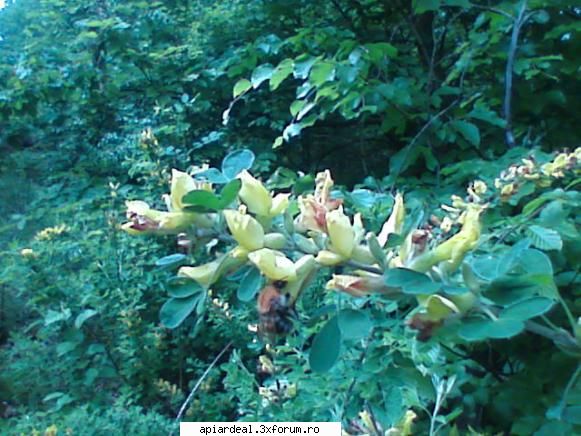 apis cerana - după nectar - REGINE
