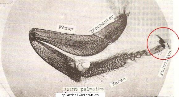 are cineva stup pe balcon? - Este o gheara de albina ? - INTRETINEREA ALBINELOR