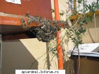 are cineva stup pe balcon? - bee-lover ai putere sa te uiti in ochi mei Eu zic - INTRETINEREA ALBINELOR