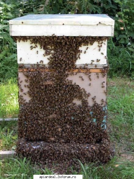 are cineva stup pe balcon? - cand o sa-ti arate balconul asa precis nu se - INTRETINEREA ALBINELOR