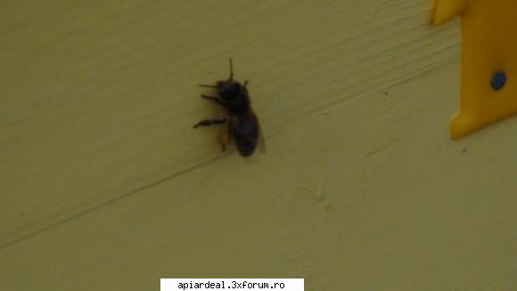 astazi in stupina mea. - Asrazi in stupina mea??????????? Frumos de tot - INTRETINEREA ALBINELOR