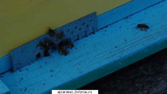 astazi in stupina mea. - nu se vede bine - INTRETINEREA ALBINELOR