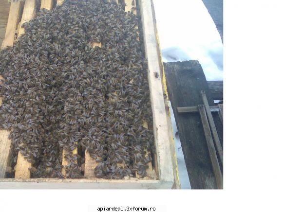 astazi in stupina mea. - Azi Fotografia este facuta acum 2 saptamani - INTRETINEREA ALBINELOR