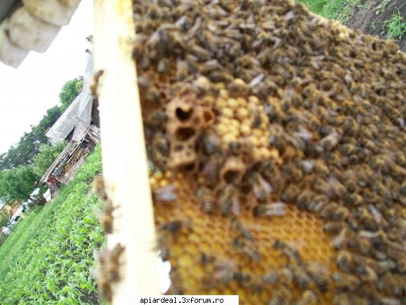 botci roase in cap - ce inseamna daca am gasit botci roase in cap la - SUNT INCEPATOR