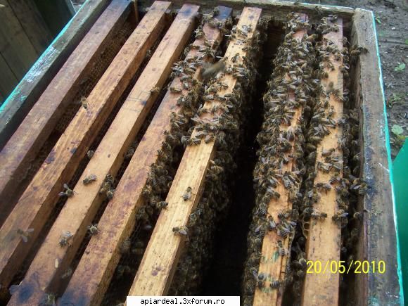 buna - asa arata un nucleu facut de mine de 2 saptamani - AICI PUTETI POSTA ORICE...