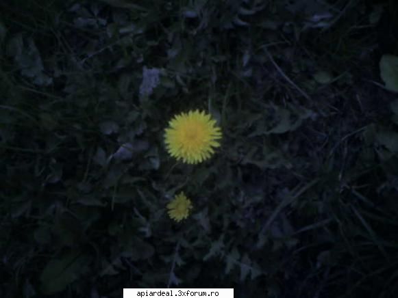 cateva_flori - numa in zonele insorite,deocamdata - POZE SI VIDEO