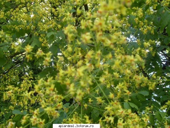 ce arbore este - sfantul spiridon - ARBORI MELIFERI