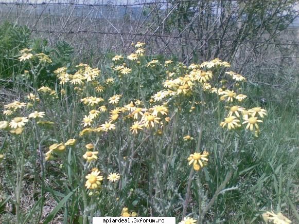 ce planta e asta? - Ce planta e asta? Ce valoare melifera are? - STUPARIT STATIONAR