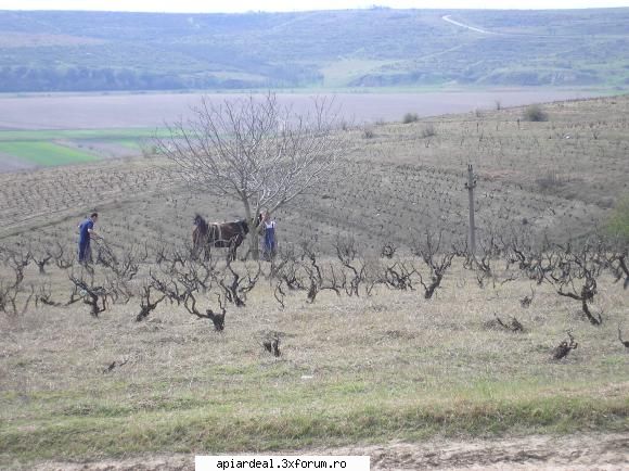 ceapa ciorii... - Si via pe care o lucrez cu mijloace moderne de - PLANTE MELIFERE