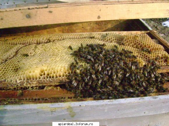ceara - daca ai topit fagurii si ti-a ramas o zeama dulce - RAME SI FAGURI
