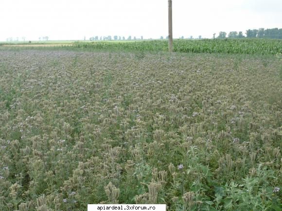 cultura de facelia - Cam asa arata un lan de facelia la sfarsitul - PLANTE MELIFERE