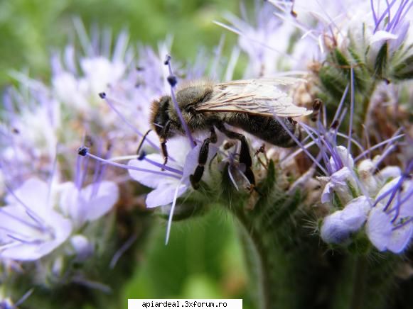 cultura de facelia - p6- aceeasi albina - PLANTE MELIFERE