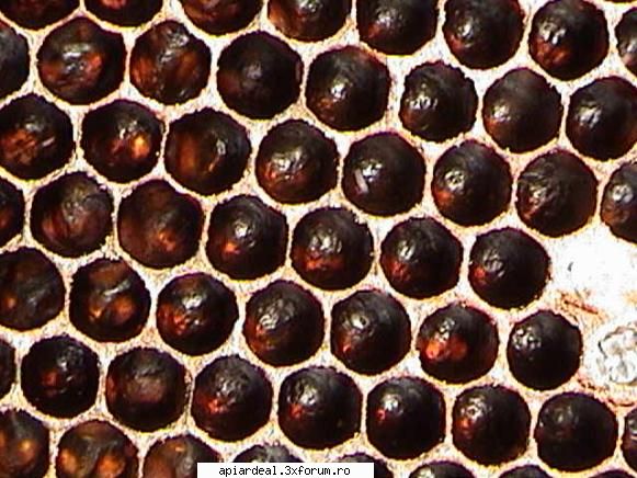 curiozitate - Oua la ora asta. Aceasa matca e fecundata in - INTRETINEREA ALBINELOR