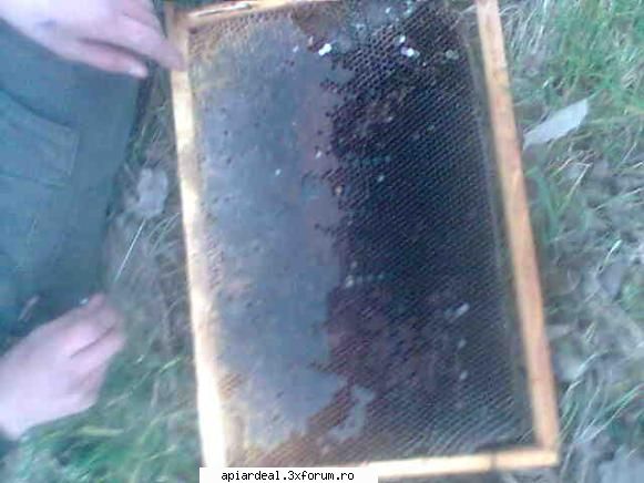 dezastre apicole - bzzz in sf miere dar nus bzzzzzz - AICI PUTETI POSTA ORICE...