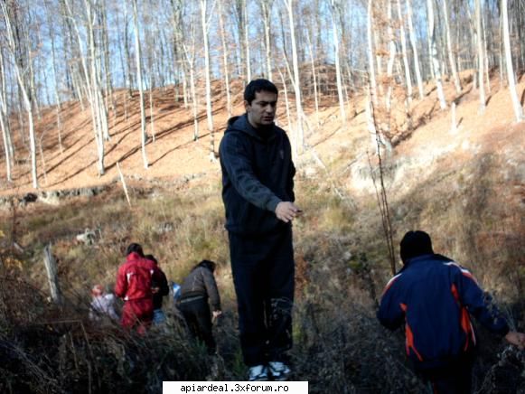 doar o fapta sa-ti mai spun - si iar vorbeste/ de nu se mai opreste - ARBORI MELIFERI