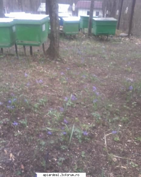 fenomene meteo - Trec si viorelele si ploua ploua ploua - AICI PUTETI POSTA ORICE...