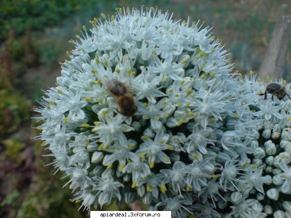 floarea de ceapa - alex_sa - PLANTE MELIFERE