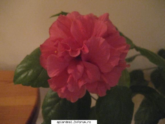 florii - dar nu numai o singura floare - AICI PUTETI POSTA ORICE...