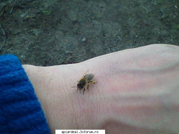 asta da, foto gore