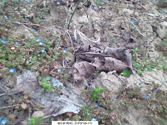 foto Gore - astăzi 01.04. eram la legat �n vie, albinele - POZE SI VIDEO