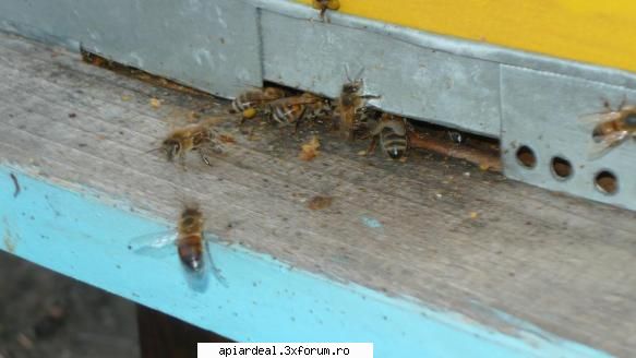 ast�zi 04.04. ora 19 afara 17 grade foto gore