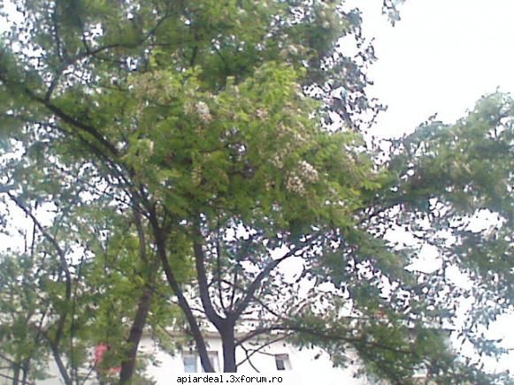 foto Gore - salc�mul la Focşani astăzi 08.05 a - POZE SI VIDEO