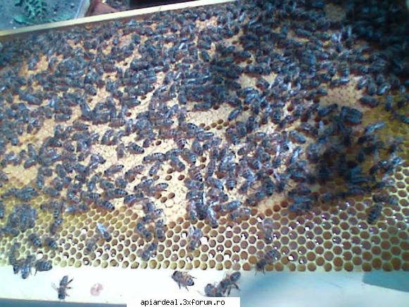 foto Gore - şi partea cealaltă se vede mierea - POZE SI VIDEO